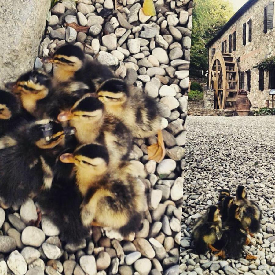 Agriturismo Il Mulino Delle Pile Кьюздино Экстерьер фото